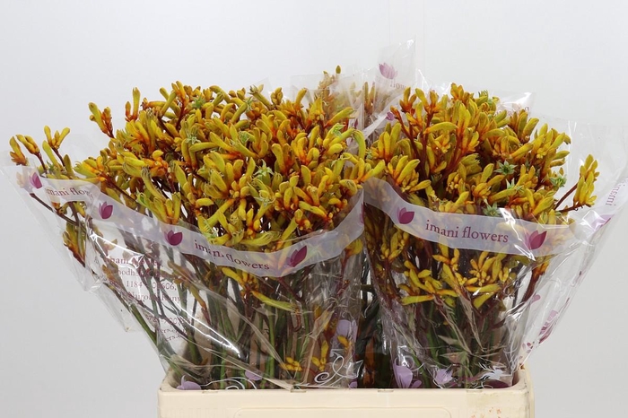 <h4>Anigozanthos Gold Fever</h4>
