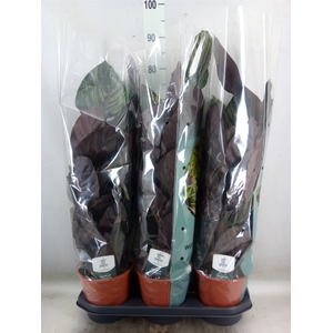 Calathea sanderiana