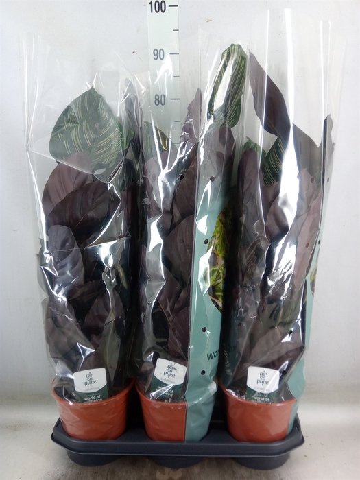 <h4>Calathea sanderiana</h4>
