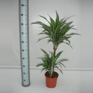 Dracaena fr de 'Ulises'