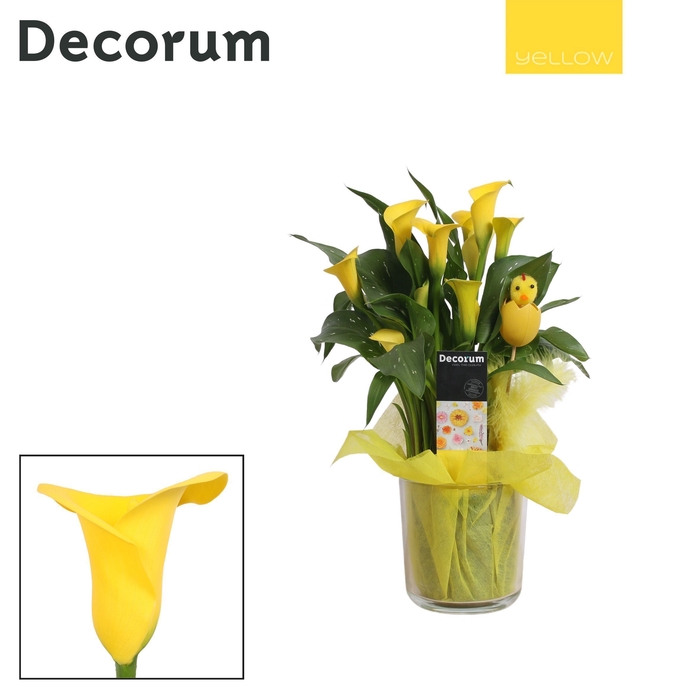 <h4>Zantedeschia Geel in Claudia glas PASEN (Decorum)</h4>