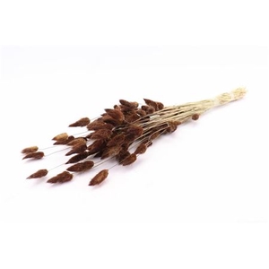 DRIED LAGURUS 50GR BROWN BUNCH SLV