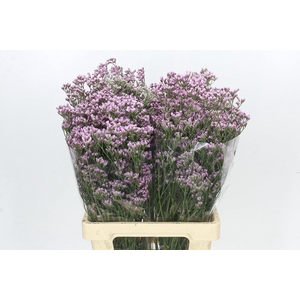 LIMONIUM DIAMOND PINK#*