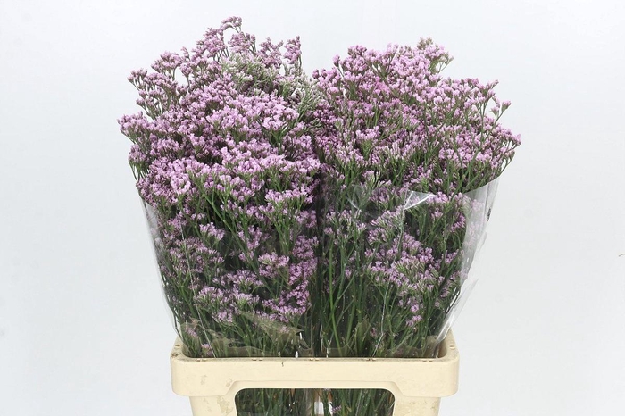 <h4>LIMONIUM DIAMOND PINK#*</h4>