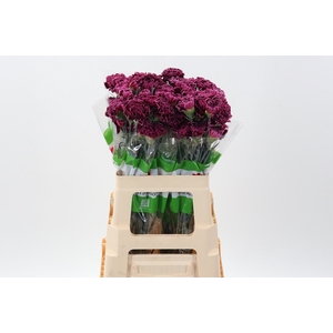 Di St Nobbio Burgundy 60cm