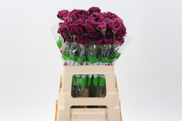 <h4>Di St Nobbio Burgundy 60cm</h4>