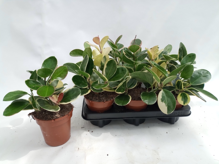 <h4>HOYA AUS BLONDIE</h4>