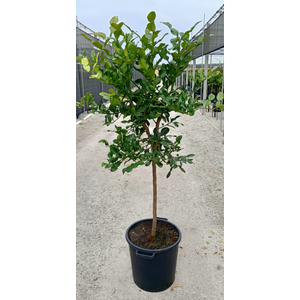 Citrus hystrix