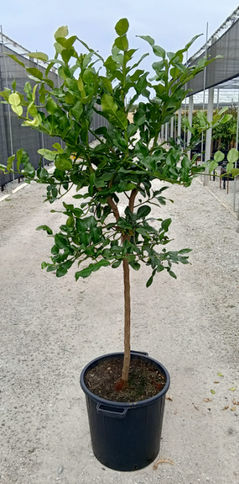 <h4>Citrus hystrix</h4>