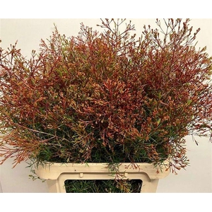 Chamelaucium Vega (blad)