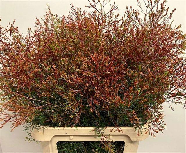 <h4>Chamelaucium Vega (blad)</h4>