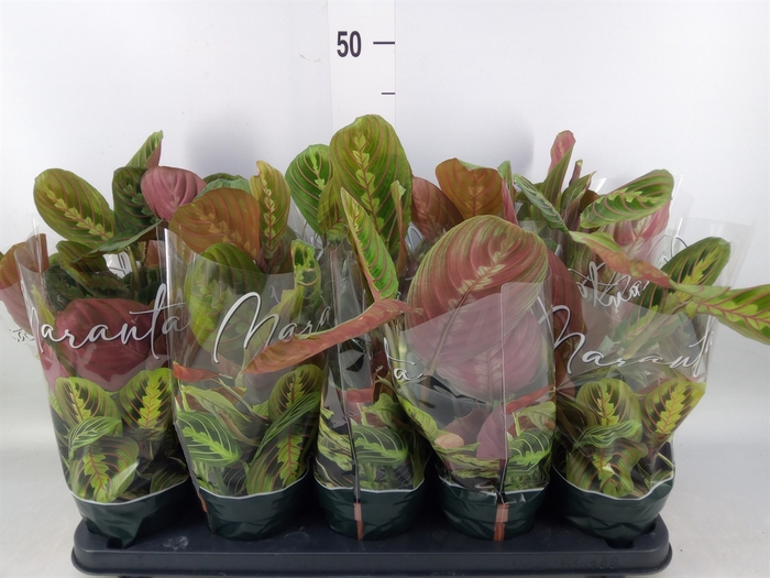 <h4>Maranta leuc. 'Fascinator'</h4>