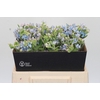 Oxypetalum Tweedia Blue