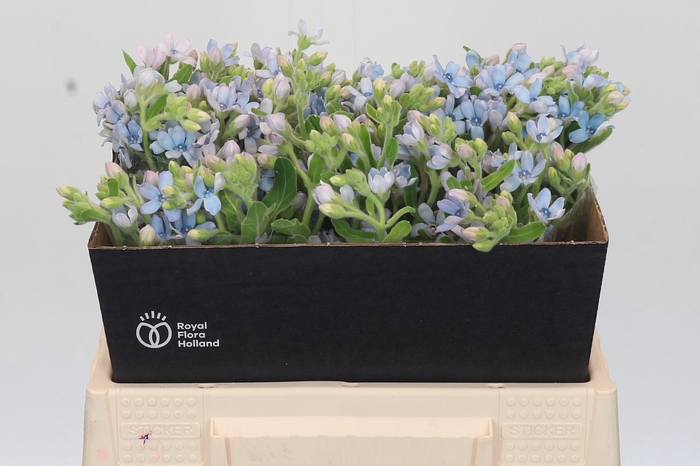 Oxypetalum Tweedia Blue