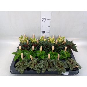 Peperomia   ...mix
