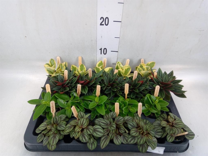<h4>Peperomia   ...mix</h4>