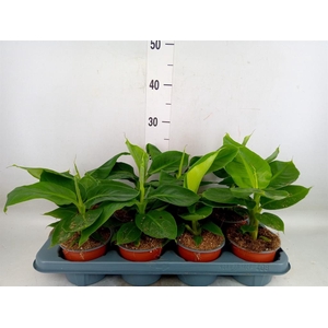 Musa  'Dwarf Cavendish'