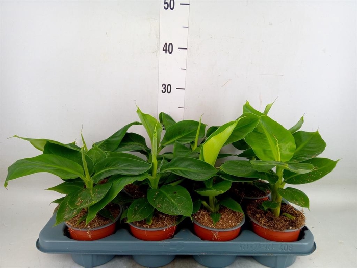 <h4>Musa 'Dwarf Cavendish'</h4>