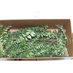 COLUMNEA TWISTER C21