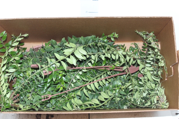 <h4>COLUMNEA TWISTER C21</h4>