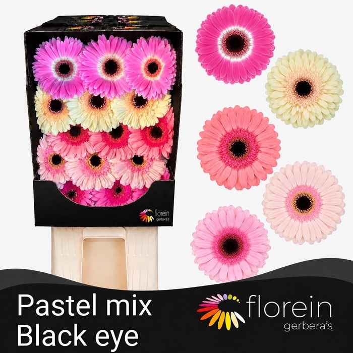 <h4>Gerbera Mix 4 kleuren Diamond</h4>