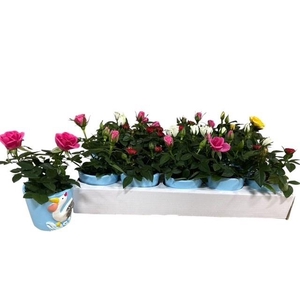 ARR ROSA POT