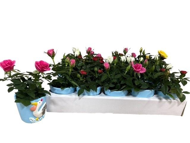 <h4>ARR ROSA POT</h4>