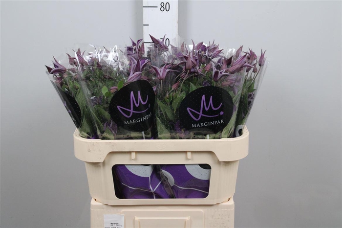 <h4>Clem Blue Pirouette</h4>