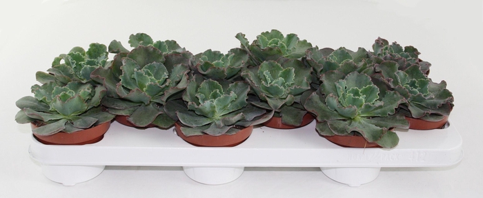 <h4>Echeveria Schaviana</h4>