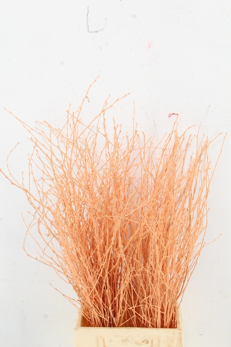 <h4>BETULA BS KLB H%</h4>