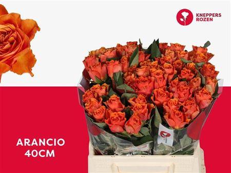 <h4>R GR ARANCIO</h4>