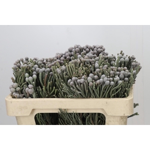 Kaaps Groen Silver Brunia