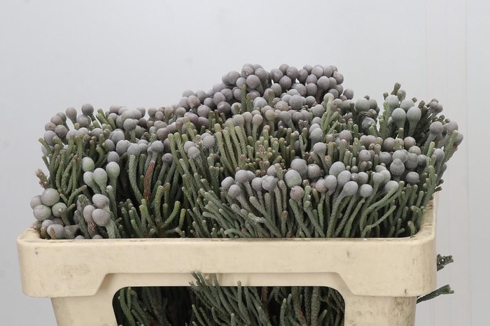 <h4>Kaaps Groen Silver Brunia</h4>