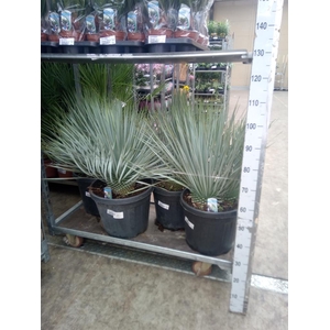 Yucca rostrata