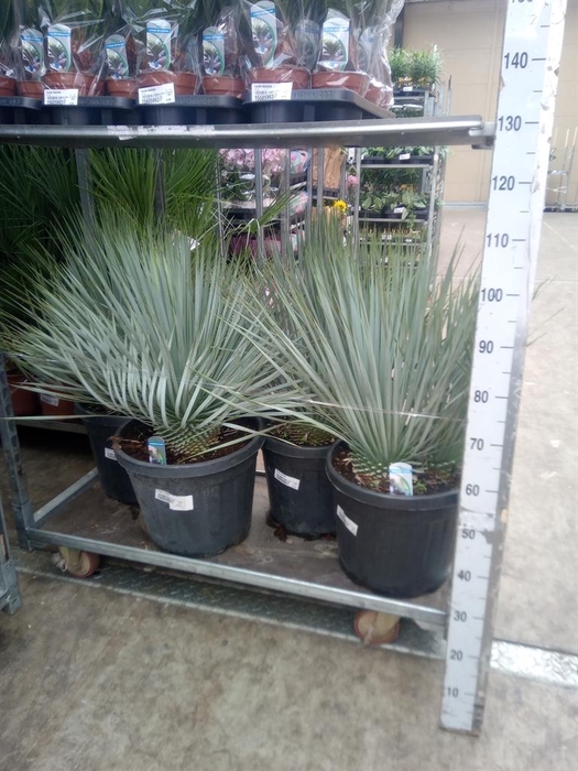 <h4>Yucca rostrata</h4>