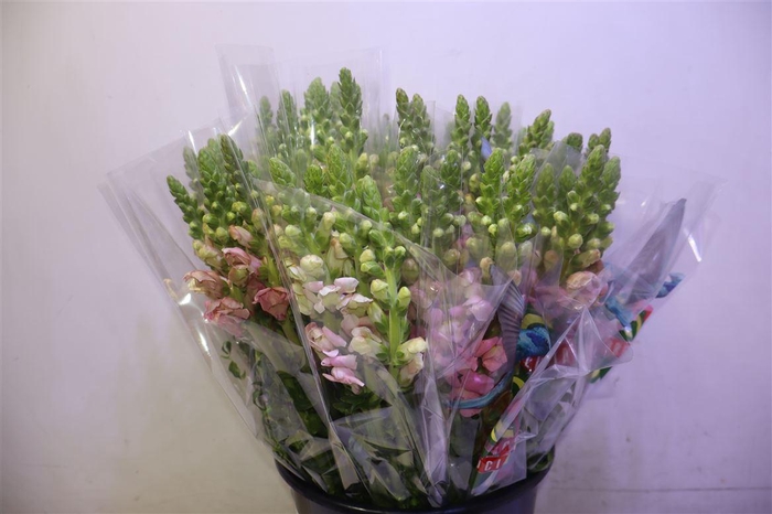 <h4>Antir Poto Pink</h4>