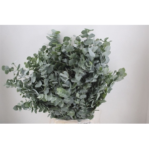 Euca Cinerea 300gr P Bunch