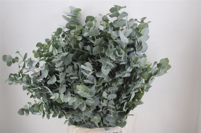 <h4>Euca Cinerea 300gr P Bunch</h4>