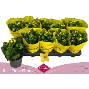 KAL EN SOLANA YELLOW