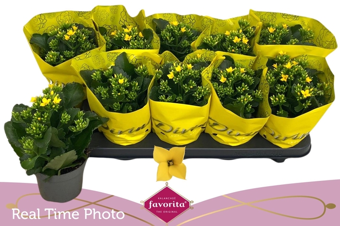 <h4>KAL EN SOLANA YELLOW</h4>