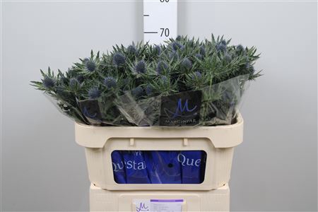 <h4>Eryn Aquarius Qstar</h4>