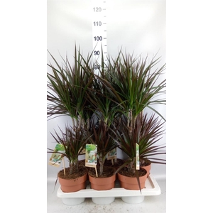 Dracaena marg. 'Magenta'
