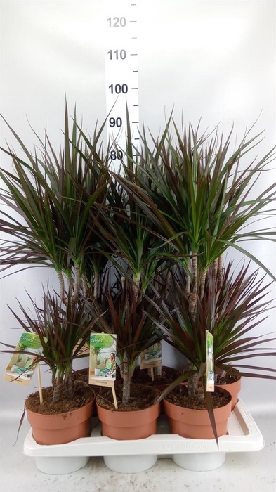 <h4>Dracaena marg. 'Magenta'</h4>