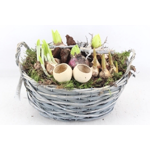 arr4 Bollenmix VL - Grijs wilgmand ovaal x2