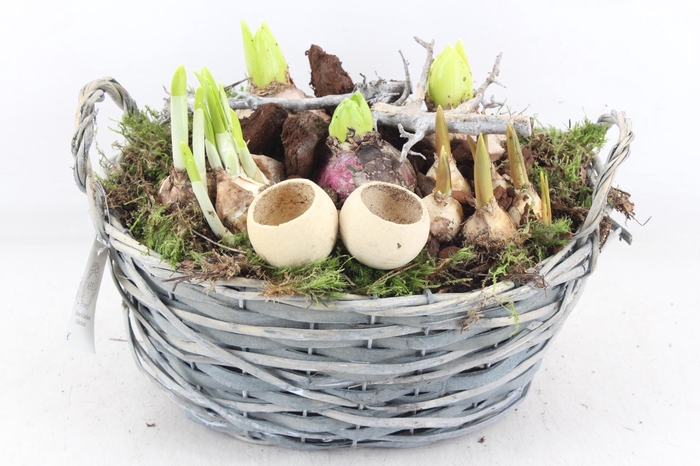 <h4>arr4 Bollenmix VL - Grijs wilgmand ovaal x2</h4>