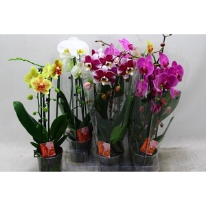 PHAL EL CASCADE