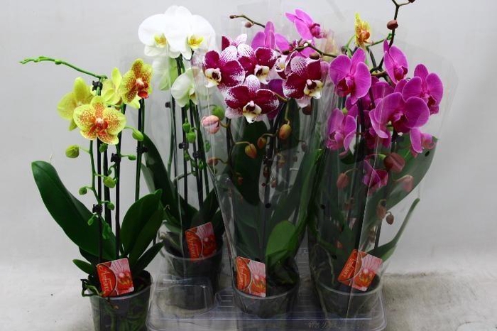 <h4>PHAL EL CASCADE</h4>