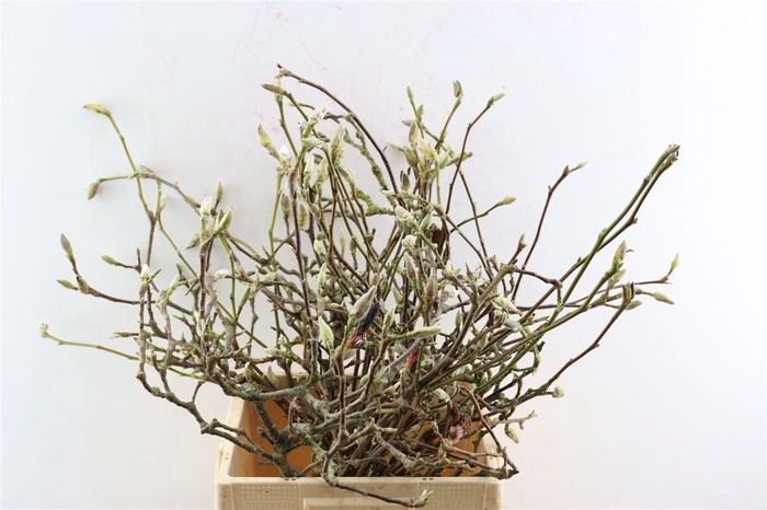 <h4>Magnolia Extra P Bos</h4>