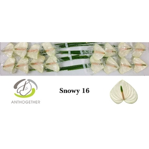 Anthurium Snowy