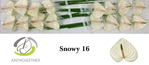 <h4>Anthurium Snowy</h4>